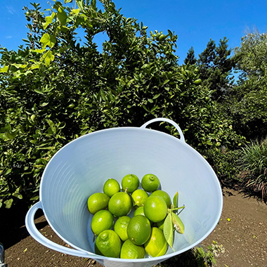 1x1 Oceanside Garden Crown Heights Bowl of Limes