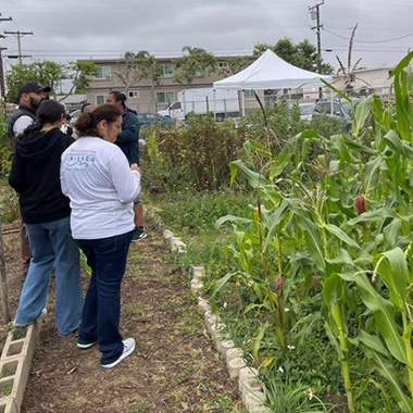 1x1 Oceanside Garden Crown Heights 3 people tour Crown Heights garden with corn stalks